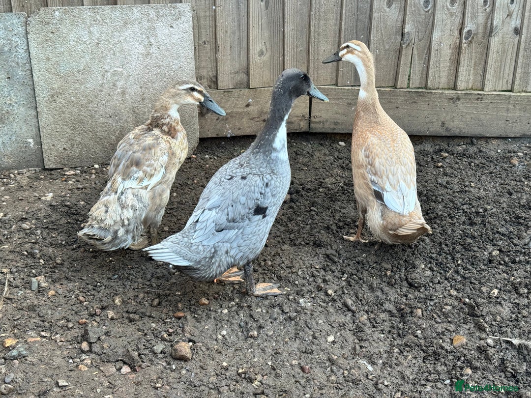 Ducks poultry for sale: Mixed ducks  - Image 3