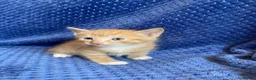 Maine Coon cats for sale: Mainecoon x  - Advert 21
