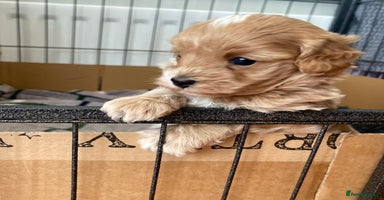 Maltipoo dogs - Advert 1