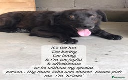 Mixed Breed dogs for adoption: Kristen, 1 yr approx. Available for adoption. in Brixham - Image 12