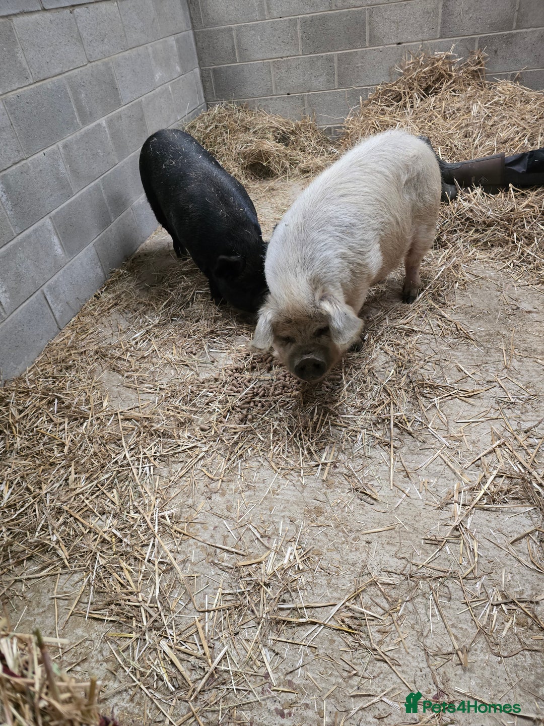 Pig livestock for sale: 2 kune kune female - Advert 1