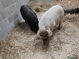 Pig livestock 2 kune kune female - Advert 5