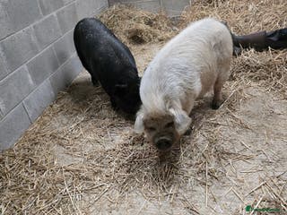 Pig livestock 2 kune kune female - Advert 10