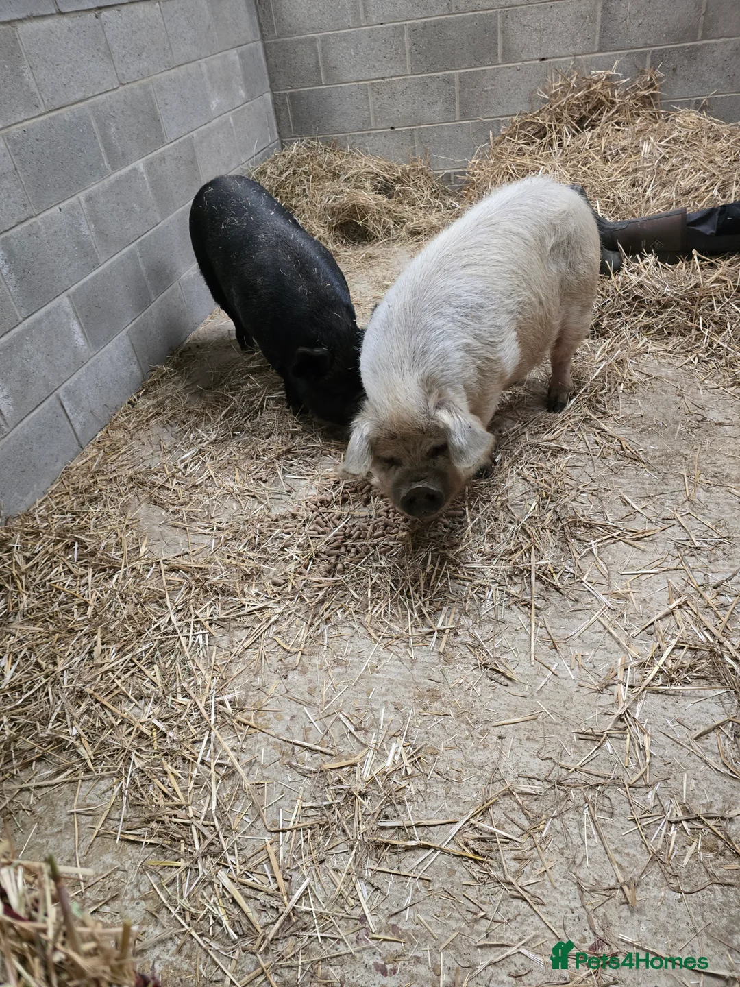 Pig livestock for sale: 2 kune kune female - Advert 1