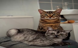 Maine Coon cats for sale: Beautiful cats looking for forever homes - Image 18