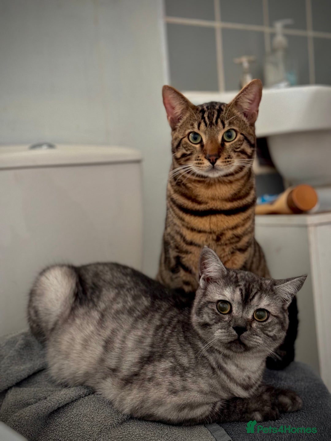 Maine Coon cats for sale: Beautiful cats looking for forever homes - Image 18