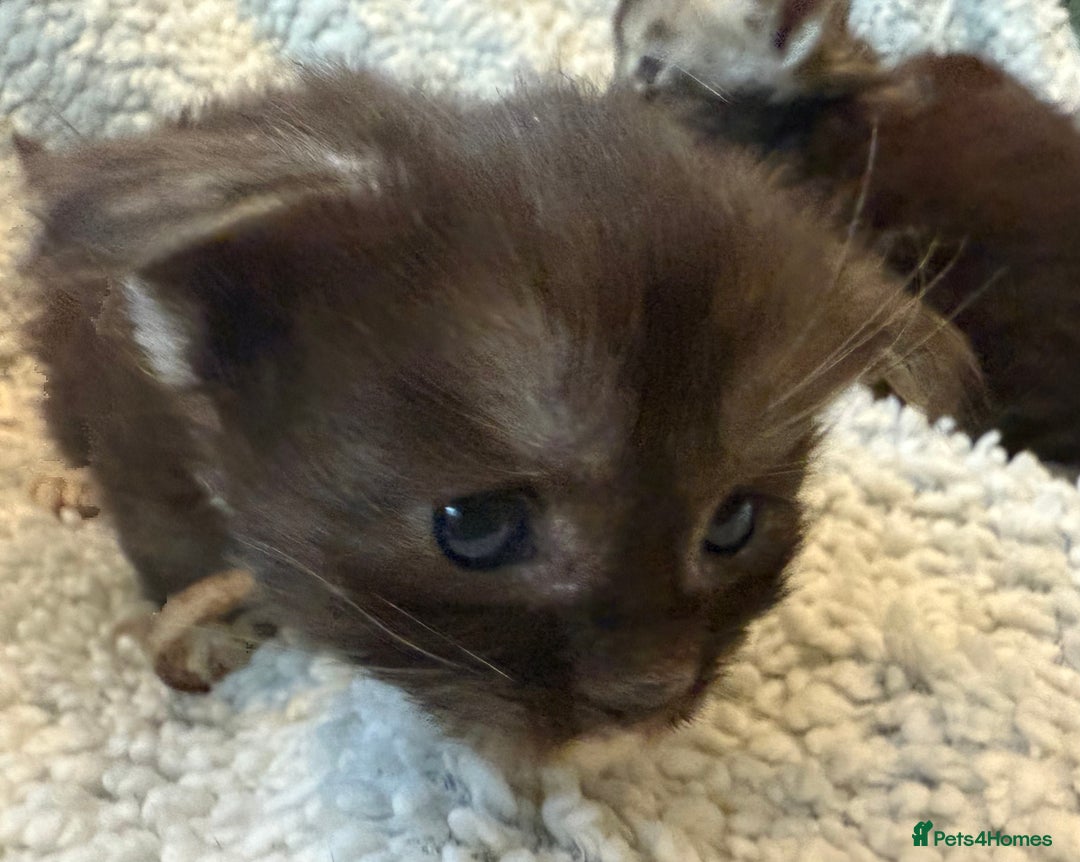 Maine Coon cats for sale: TICA registered russian poly and non poly kittens - Image 5