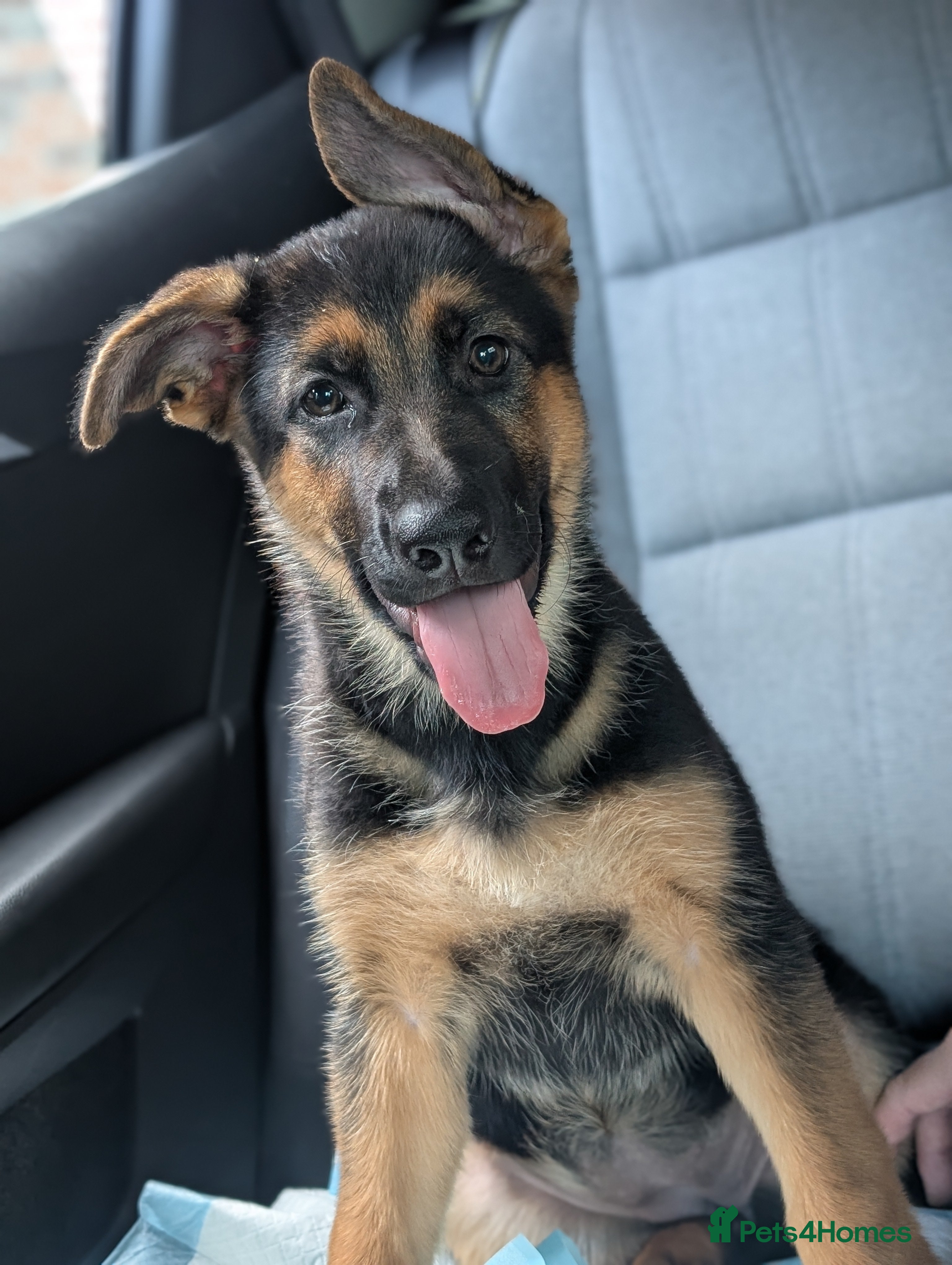 German Shepherd dogs Beautiful German Shepherd Puppy - Advert 19