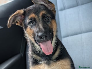 German Shepherd dogs - Advert 30