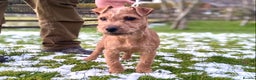 Lakeland Terrier dogs for sale: Red Working Type Lakeland Terrier Male For Sale - Advert 7