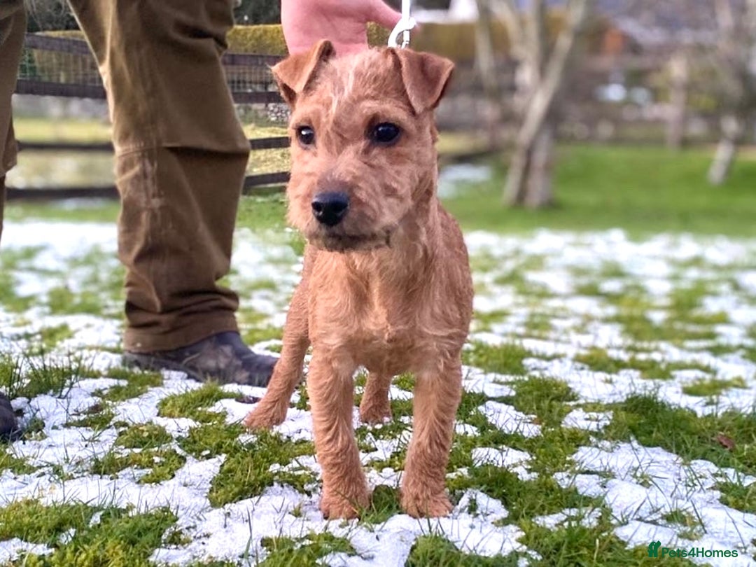 Lakeland Terrier dogs for sale: Red Working Type Lakeland Terrier Male For Sale - Advert 7