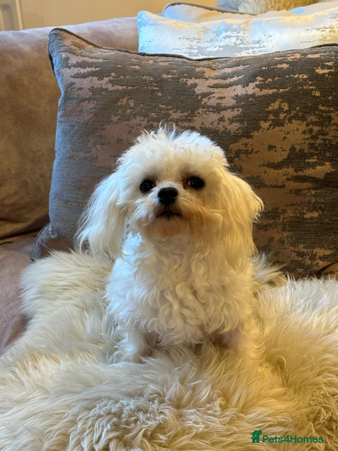 Maltese dogs for stud: DONNAJAYS Maltese STUD European laboratory tested  in Stafford - Advert 6