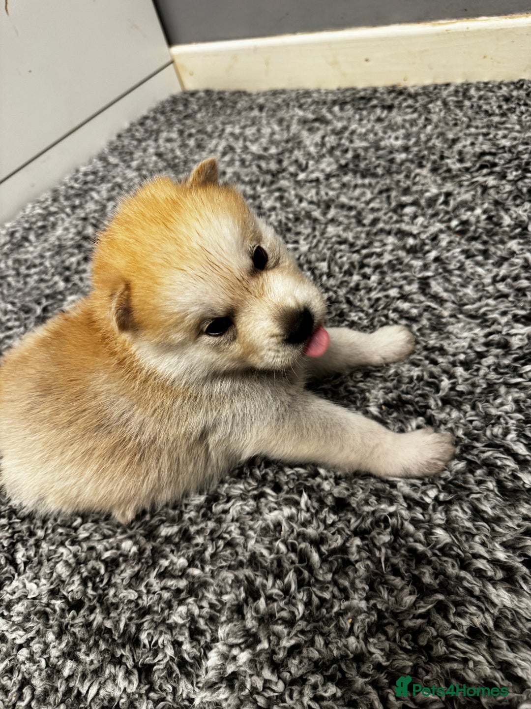 Mixed Breed dogs for sale: Chowski puppies for sale  - Advert 12