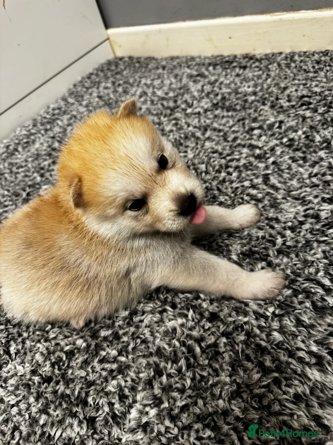 Mixed Breed dogs for sale: Chowski puppies for sale  - Advert 10