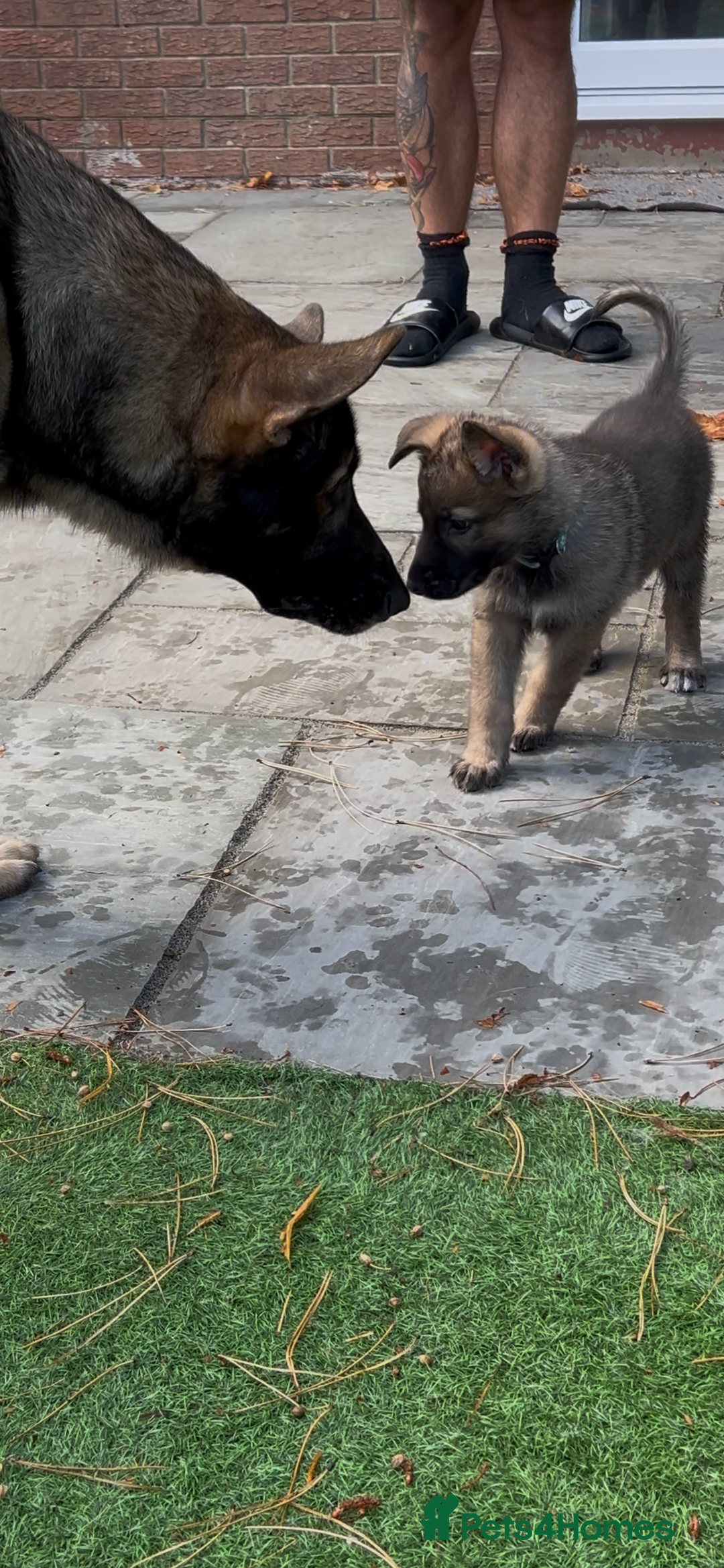 German Shepherd dogs for sale: German Shepherd Puppies, Ready to leave next week - Image 28