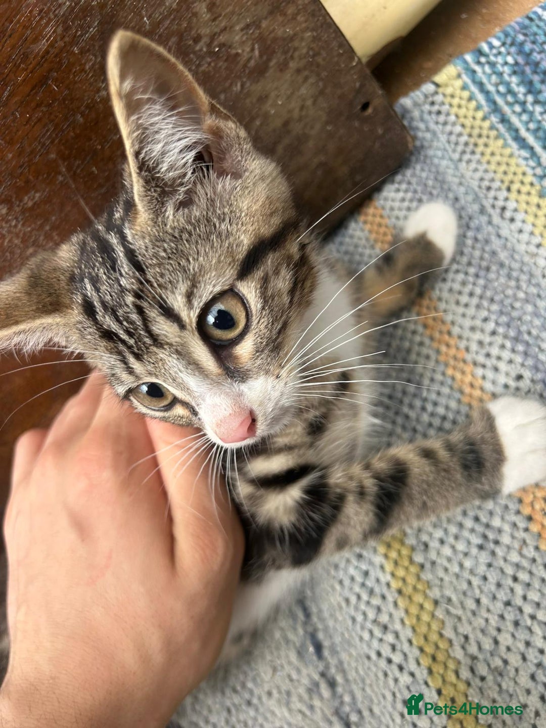 Asian cats for sale: Tabby/ginger kittens  - Image 2