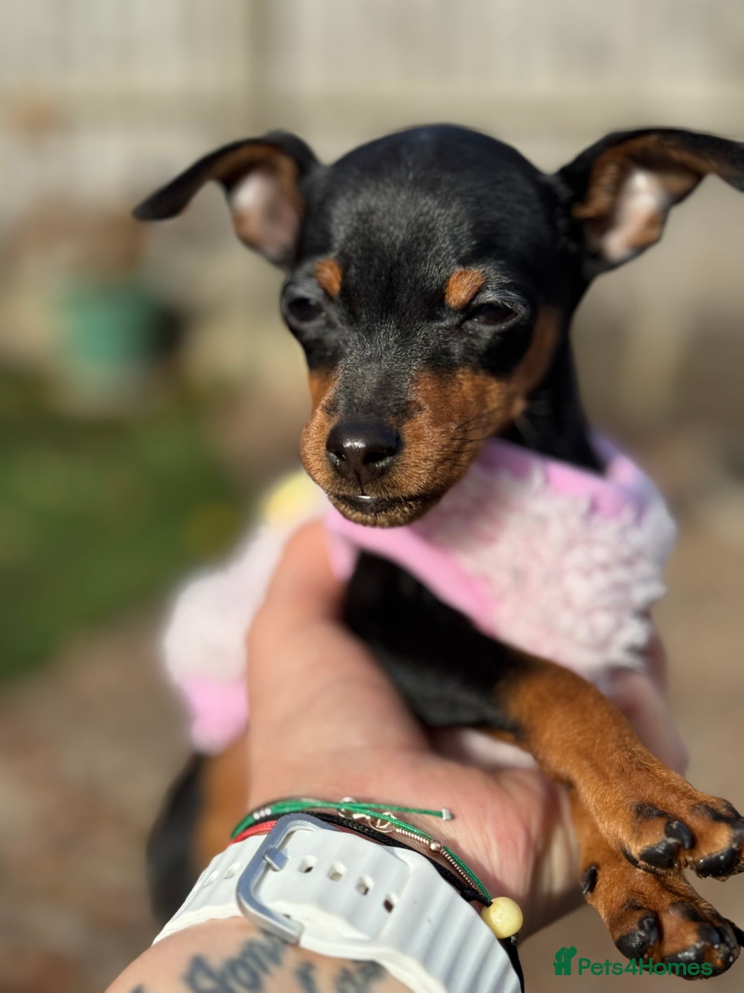 Miniature Pinscher dogs for sale: Not KC Reg Miniature Pincher Girl - Image 1