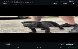Cane Corso dogs for sale: Last 3 of the 10 cane cane corso puppys left  - Image 14