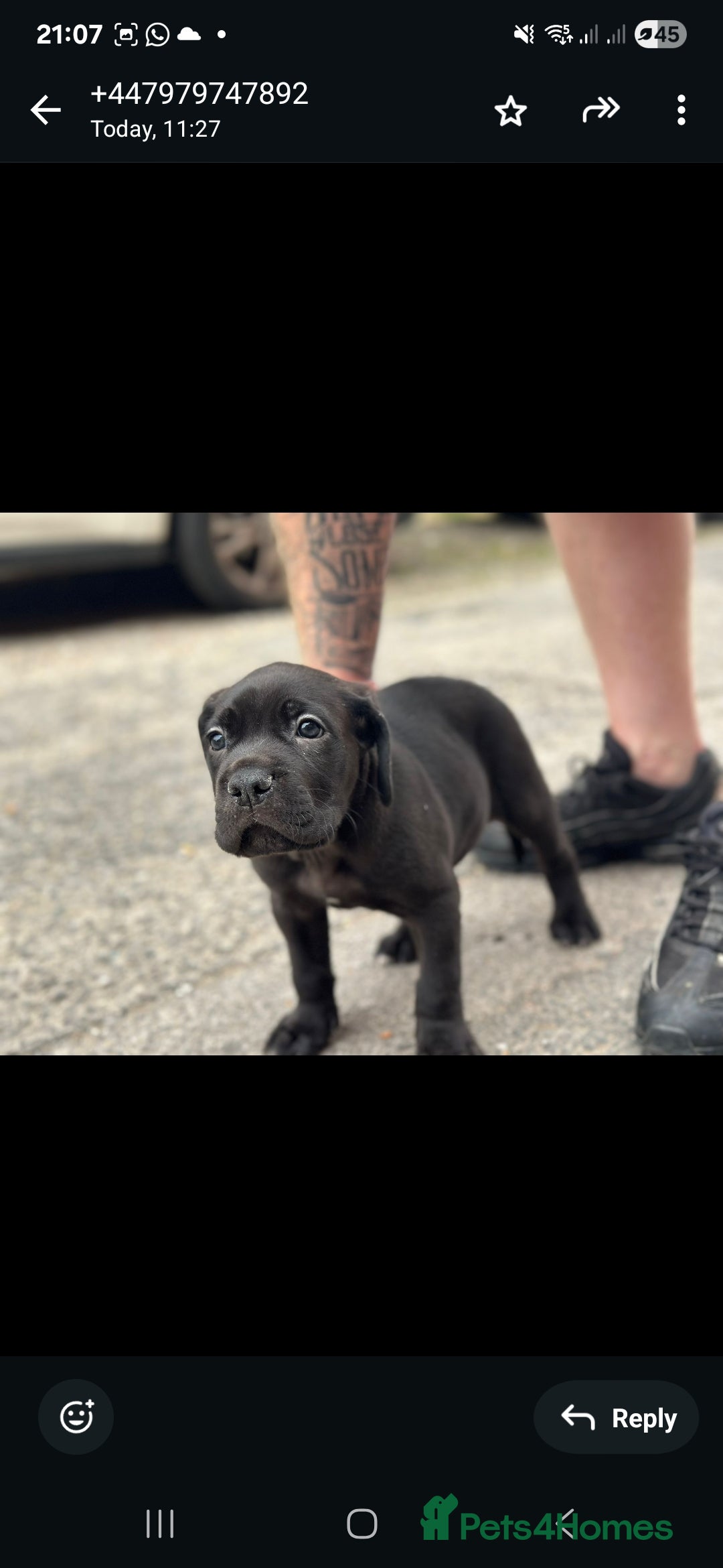 Cane Corso dogs for sale: Last 3 of the 10 cane cane corso puppys left  - Image 14