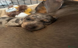 Miniature Dachshund dogs for sale: Mini dachshund puppies 6 weeks - Advert 13