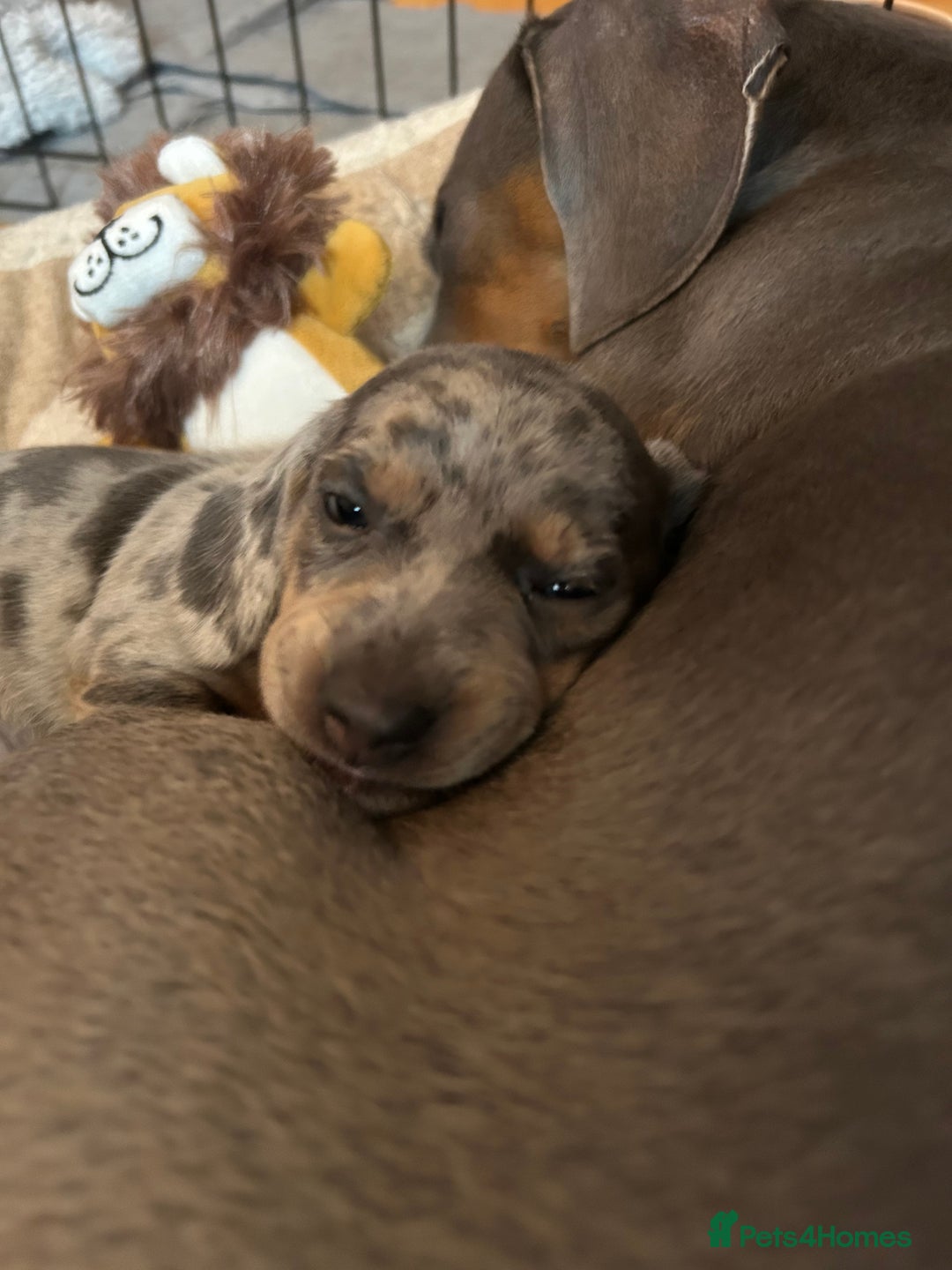 Miniature Dachshund dogs for sale: Mini dachshund puppies 6 weeks - Advert 13