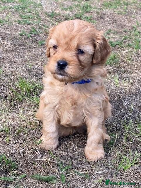 Cavapoo dogs Quality health tested Cavapoos puppies. - Advert 2