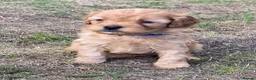 Cavapoo dogs for sale: Quality health tested Cavapoos puppies. - Advert 2