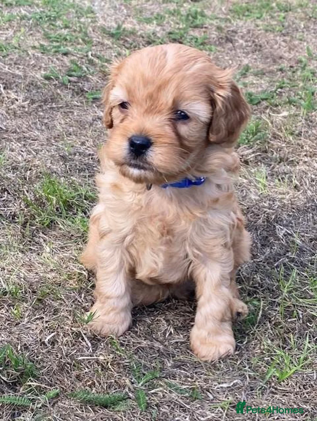 Cavapoo dogs for sale: Quality health tested Cavapoos puppies. - Advert 2
