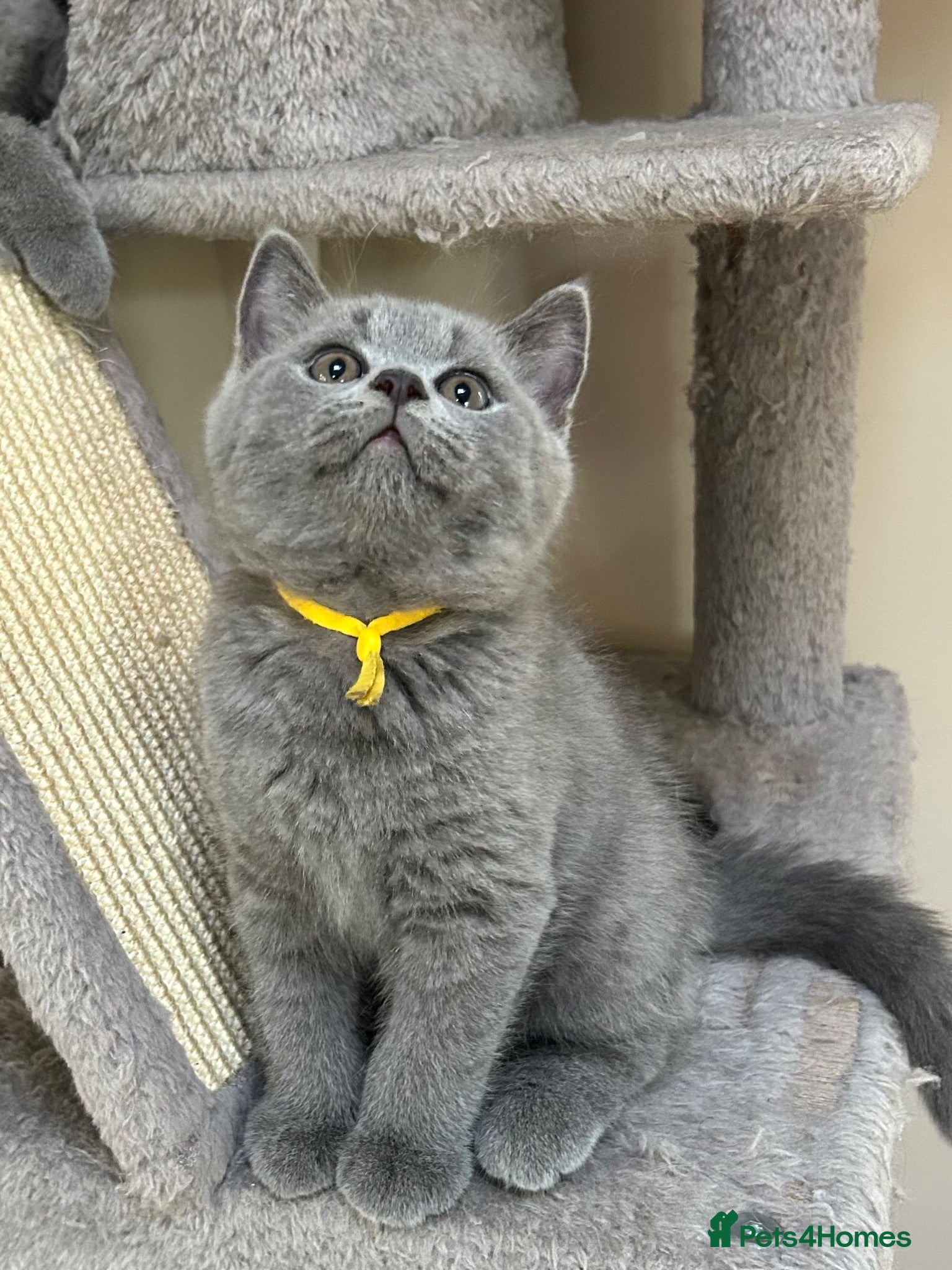 British Shorthair cats GCCF registered British Shorthairs READY MID SEPT - Advert 2