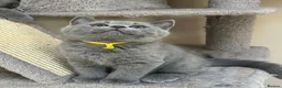 British Shorthair cats for sale: GCCF registered British Shorthairs READY MID SEPT in Salisbury - Advert 1