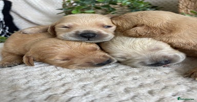 Golden Retriever dogs - Advert 2