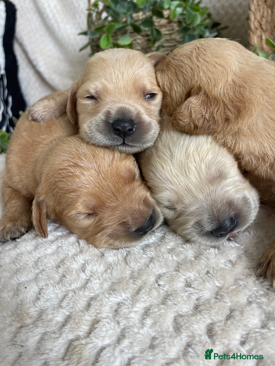 Golden Retriever dogs for sale: STUNNING KC RETRIEVERS - Image 2