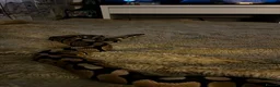 Python Snake reptiles for sale: Male Ball Python & Vivarium  in Chelmsford - Advert 2