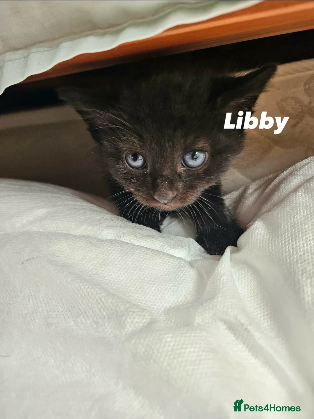 Mixed Breed cats for sale: 4 Gorgeous Kittens-Open for Reservations Now! 🏡❤️ - Advert 2