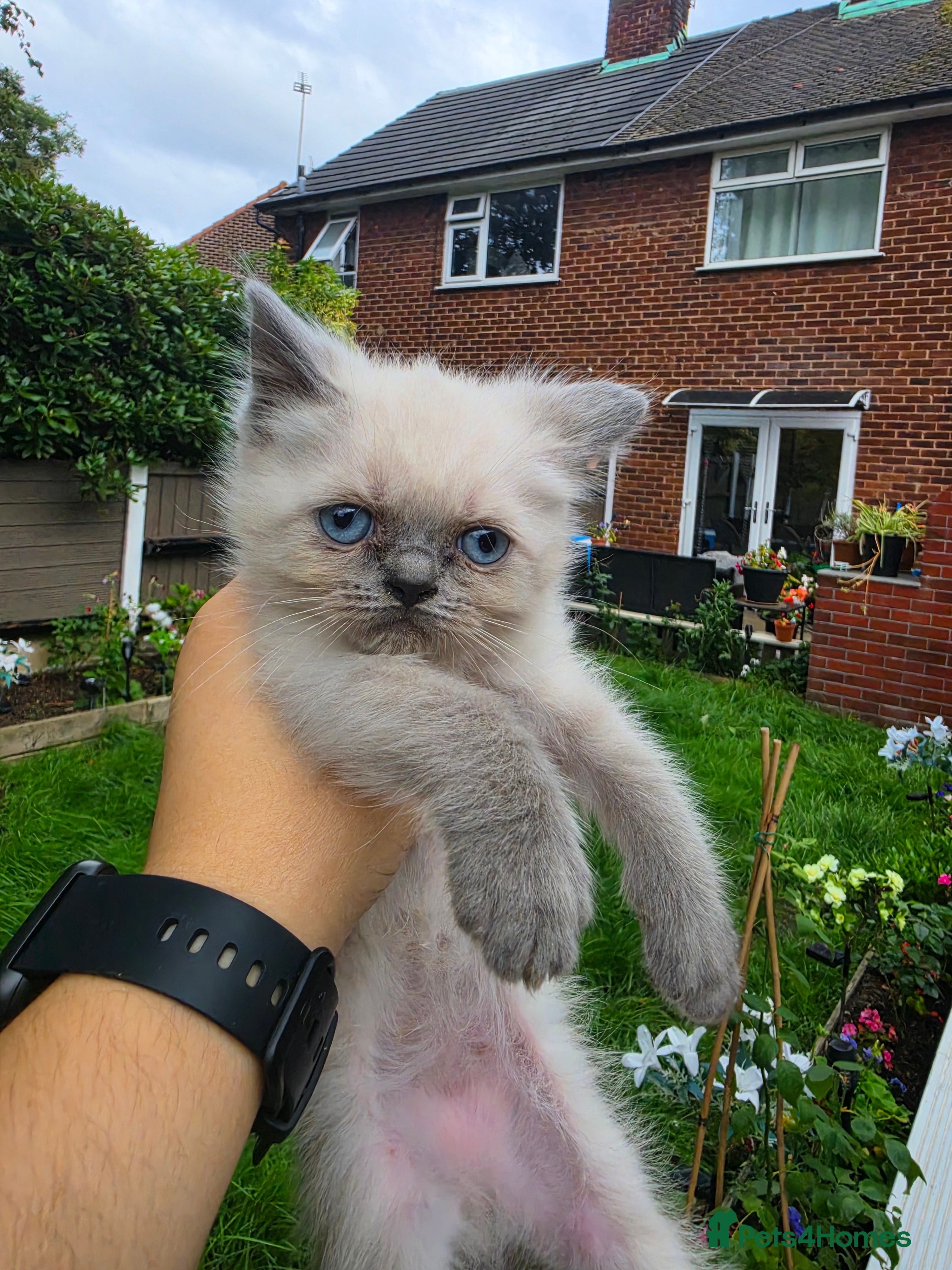 Ragdoll cats 1 little Ragdoll boy left  - Advert 17