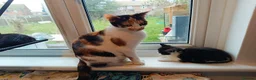 Mixed Breed cats for sale: Adorable Kittens Looking for Loving Homes - Advert 1