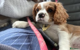 Cavalier King Charles Spaniel dogs for sale: Cavalier King Charles Boy for sale - Image 2
