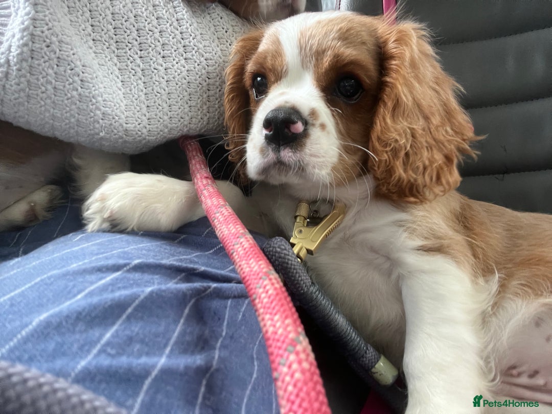 Cavalier King Charles Spaniel dogs for sale: Cavalier King Charles Boy for sale - Image 2