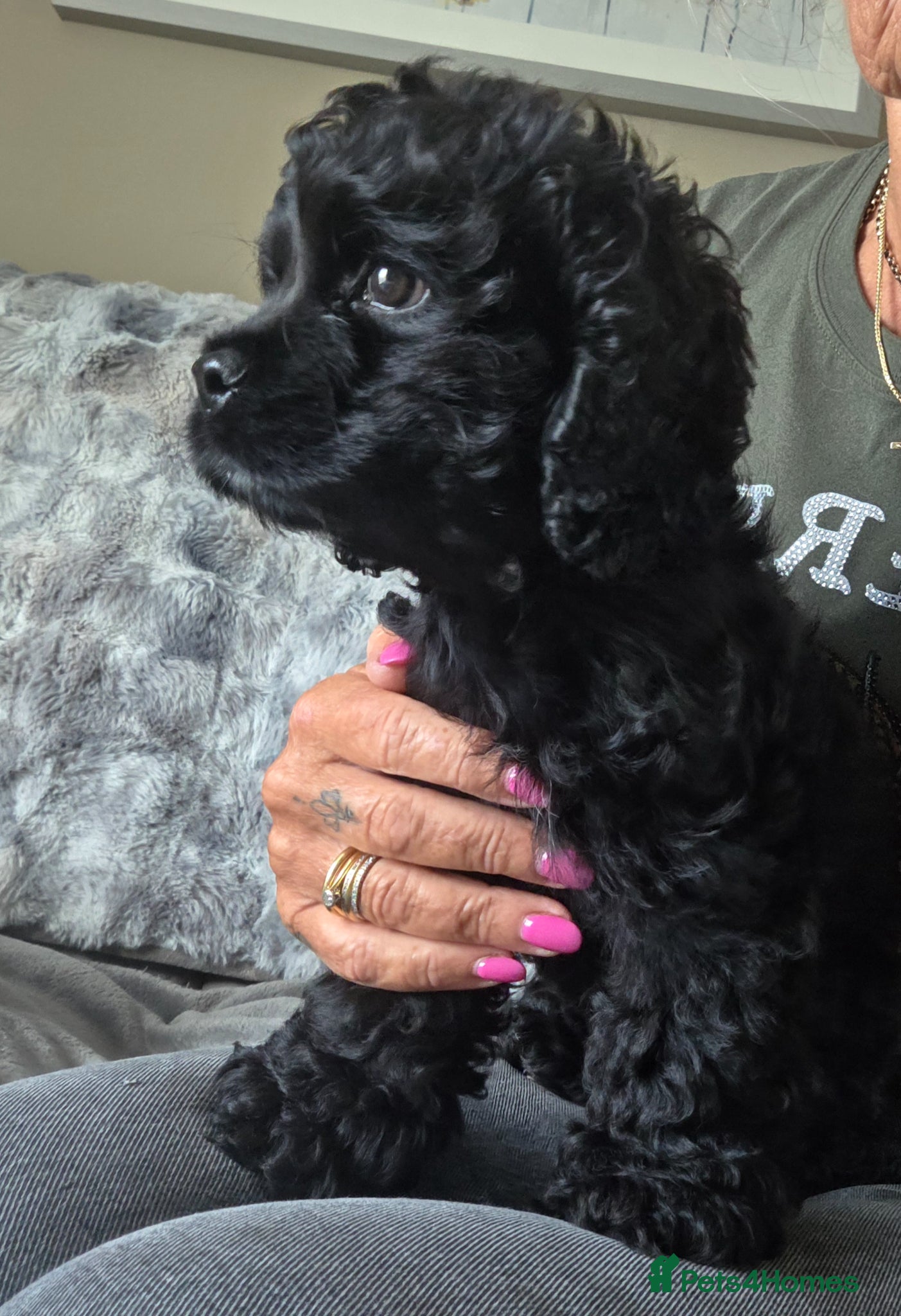American Cocker Spaniel dogs American cocker spaniel KC reg Male - Advert 3