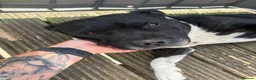 American Bull Staffy dogs for sale: Loving American Staffy looking for a forever home - Advert 2