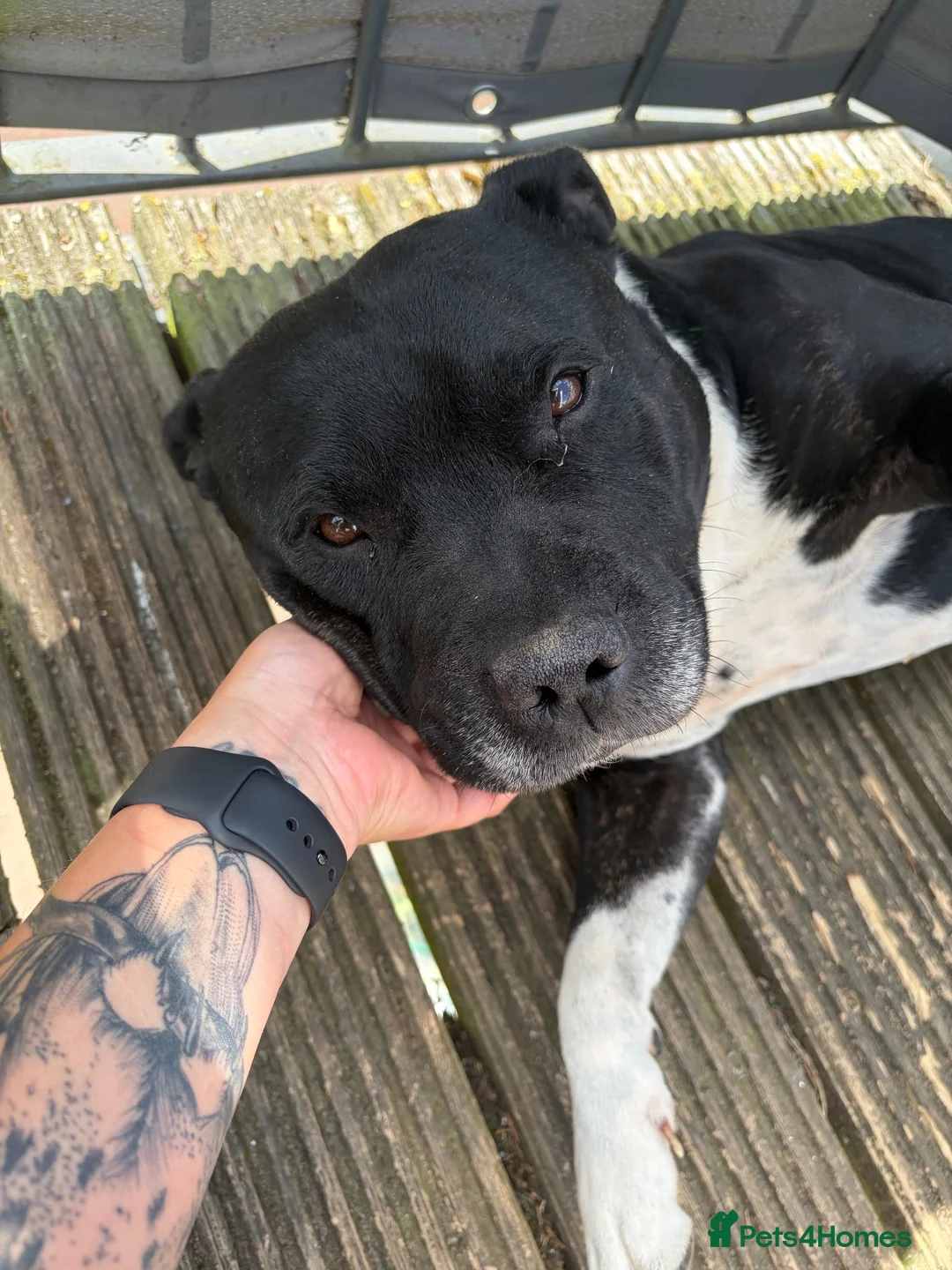 American Bull Staffy dogs for sale: Loving American Staffy looking for a forever home - Advert 2