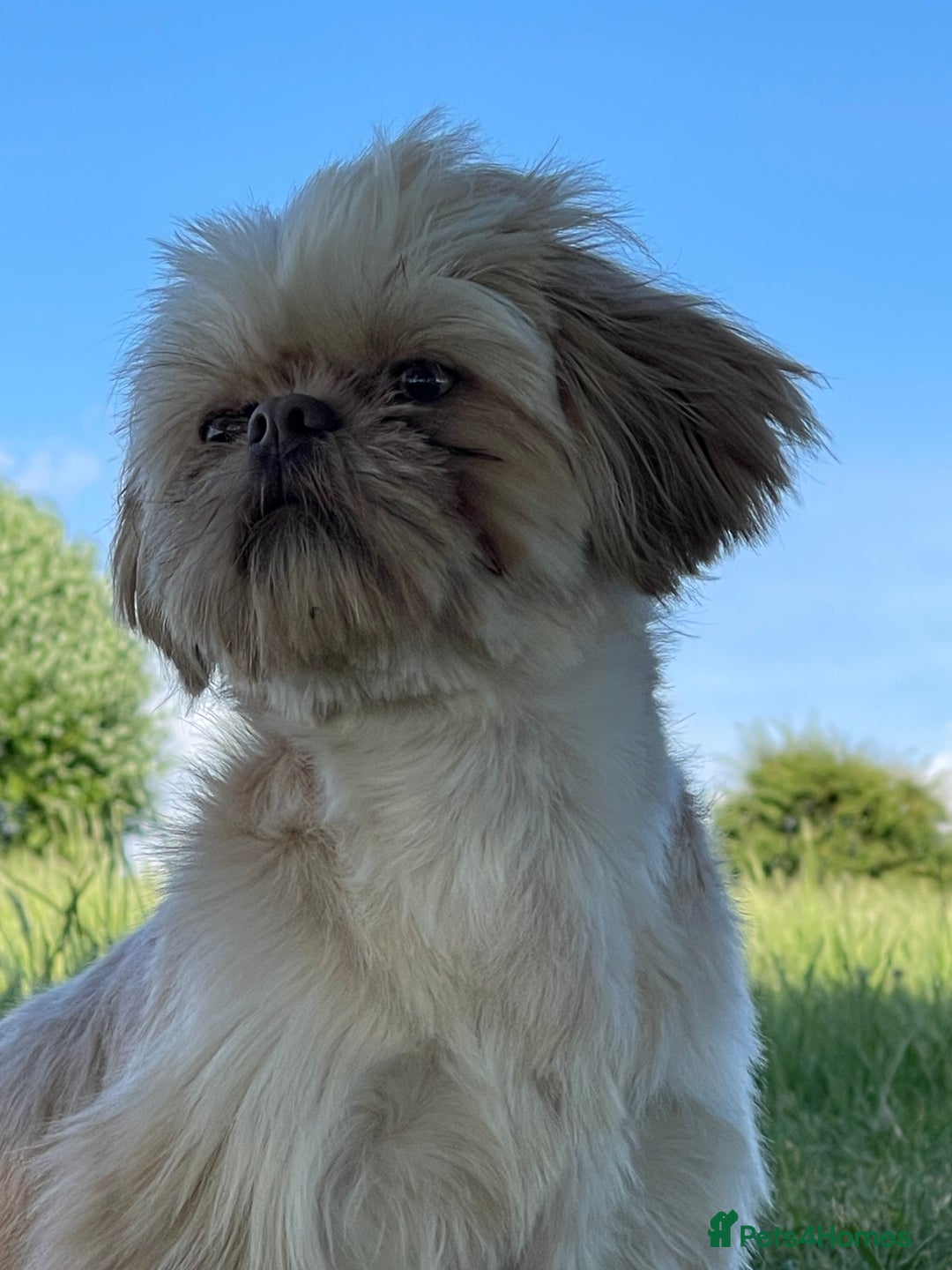 Shih Tzu dogs for sale: Shih Tzu’s Puppies Standard x Imperial  - Image 10