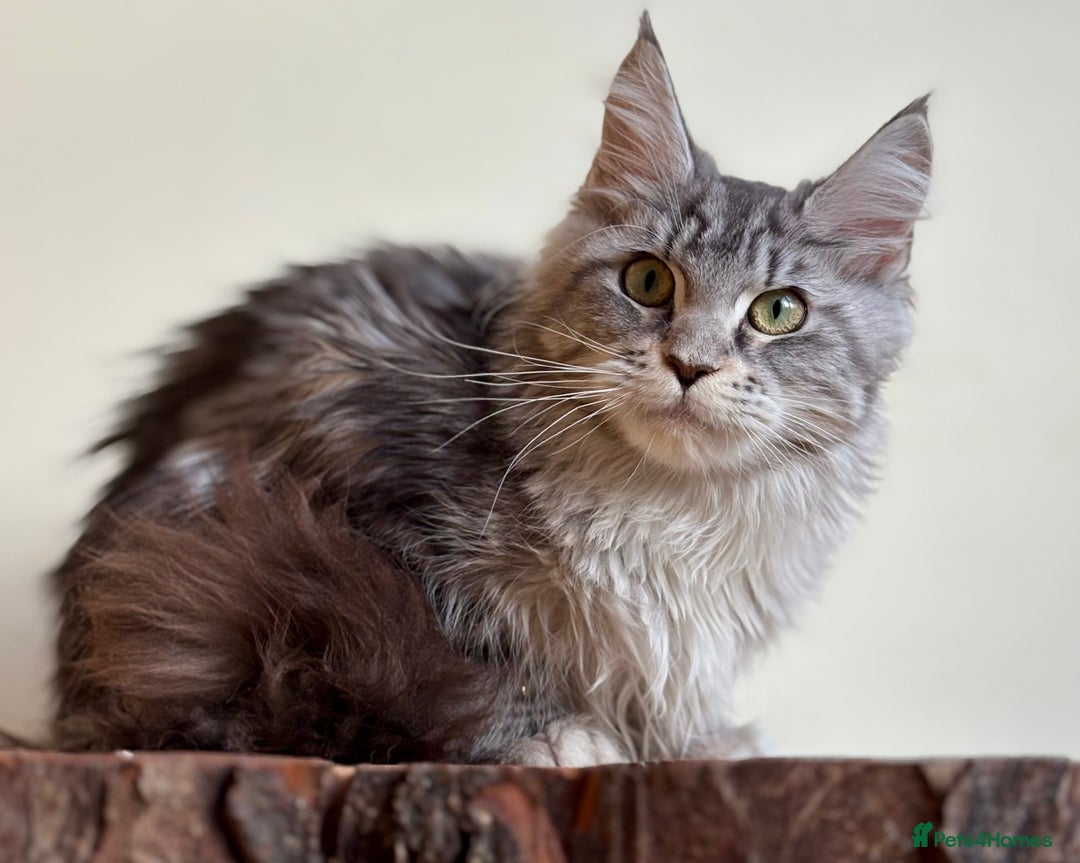Maine Coon cats for sale: Beautiful pure bread maine coon kittens  - Image 30