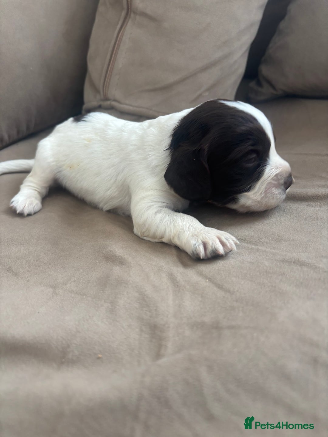 Cocker Spaniel dogs for sale: Cocker spaniel puppies  - Image 29