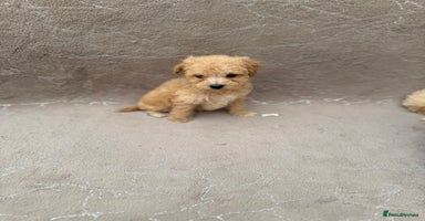 Maltipoo dogs - Advert 2