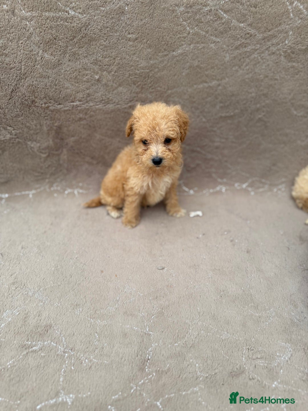 Maltipoo dogs for sale: Multipoo  - Image 3