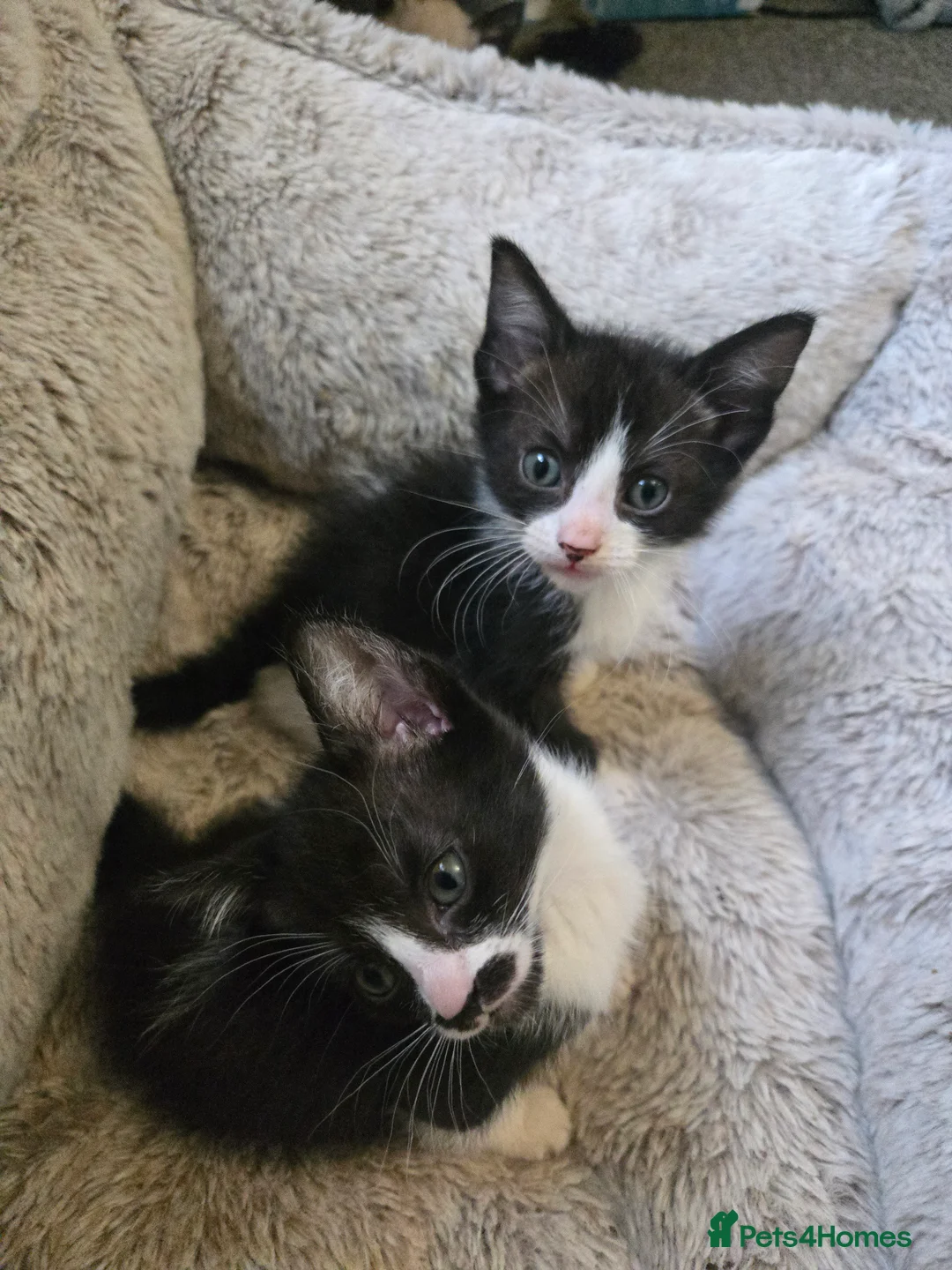 Mixed Breed cats for sale: Ready for new slaves beautiful sphynx babies. - Advert 11