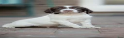 English Springer Spaniel dogs for sale: 2 Springer Spaniel Puppies - Advert 2