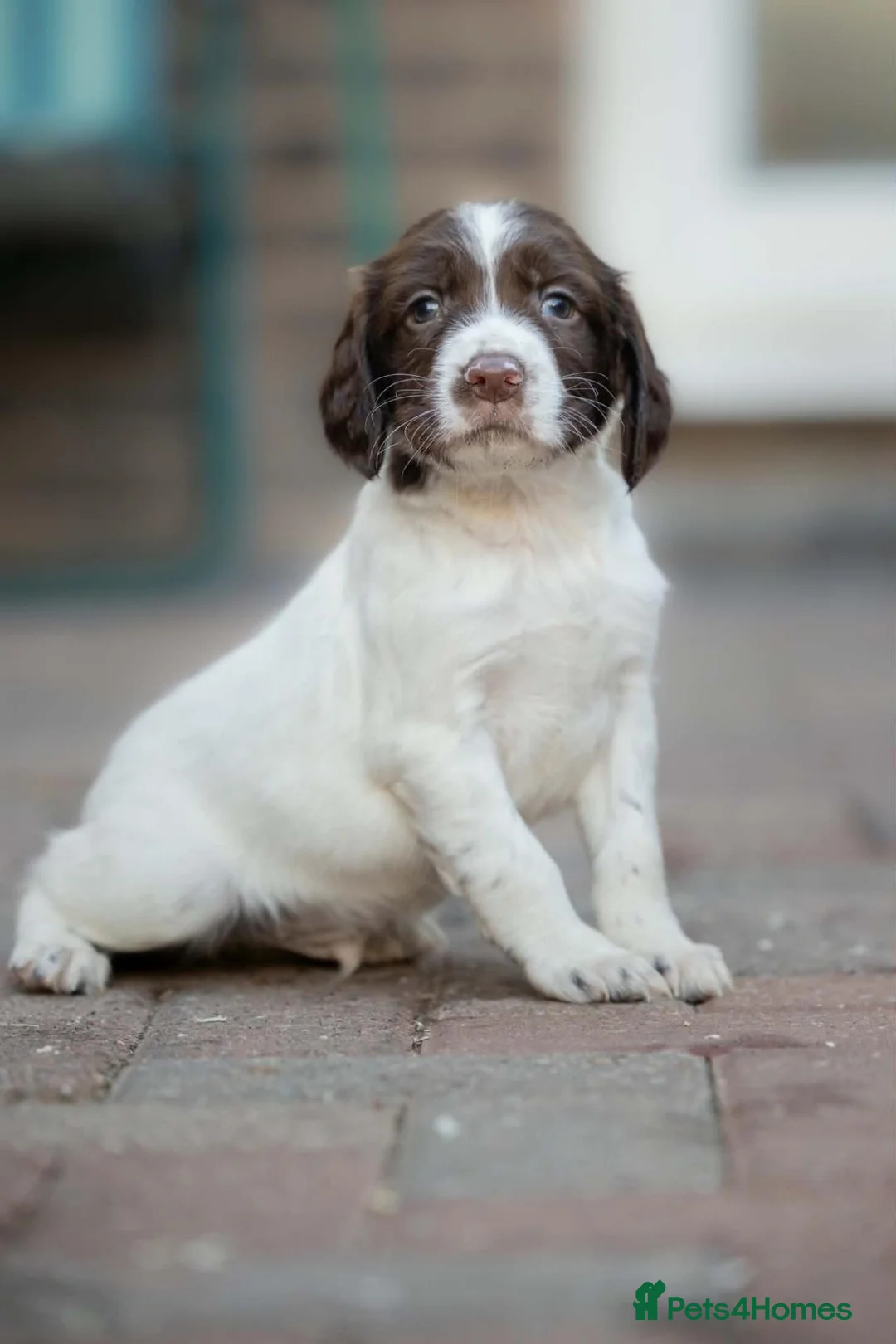 English Springer Spaniel dogs for sale: 2 Springer Spaniel Puppies - Advert 2