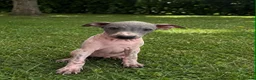Mixed Breed dogs for sale: American Hairless Terrier Puppies  - Advert 13
